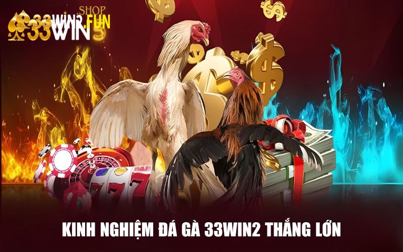 Chia sẻ kinh nghiệm đá gà 33win2 thắng lớn cho người mới